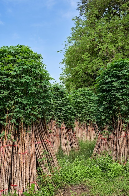 A row of trees with a blue sky behind them