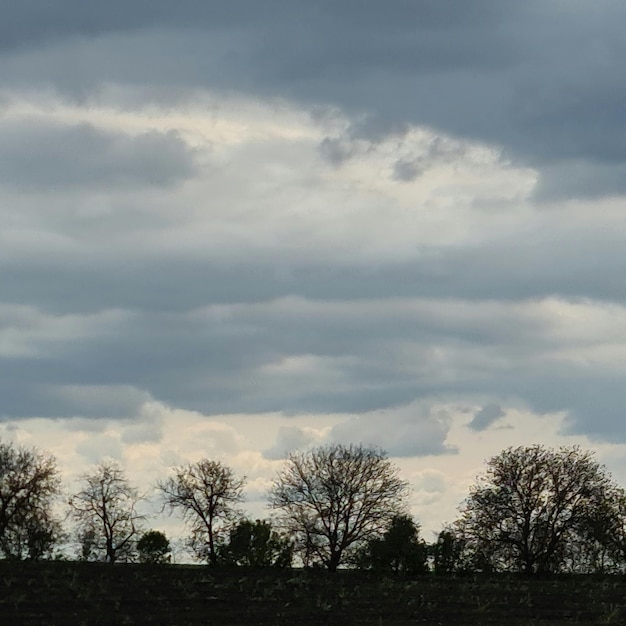 A row of trees with a cloudy sky in the background.