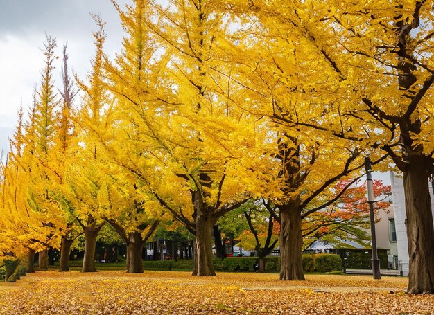 A row of trees with yellow leaves and a street lamp in the background