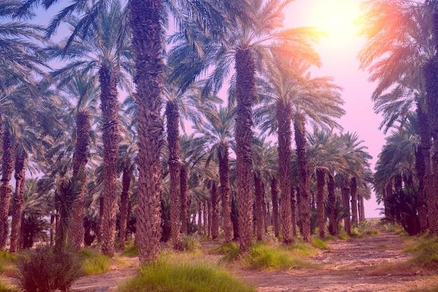 Photo the row of tropic palm trees against the sunset sky