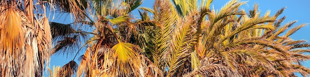 Ряд тропических пальмовых деревьев на фоне голубого неба Прекрасная тропическая природа Горизонтальный флаг