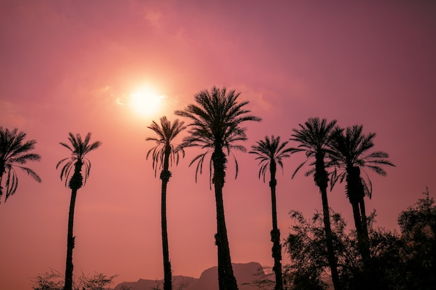 Row of tropical palm trees against sunset sky. Silhouette of tall palm trees. Tropical evening landscape.