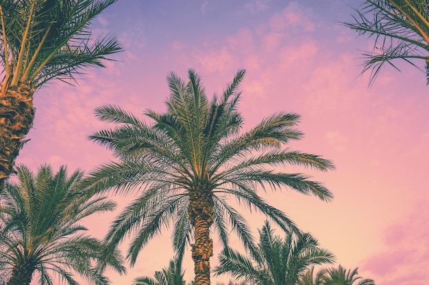 A row of tropical palm trees against a sunset sky Silhouette of tall palm trees