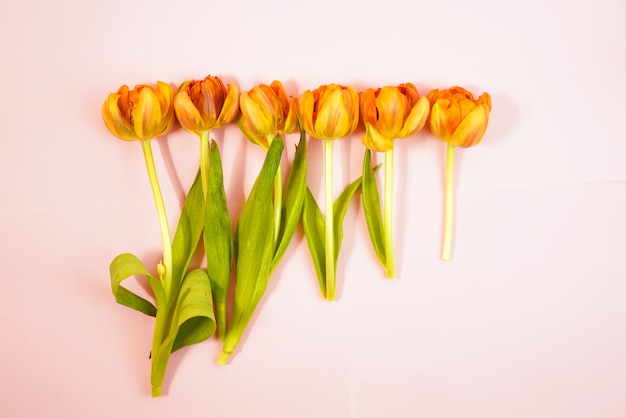 Row of tulips on coloful background with space for message. Mother's Day background. Top view