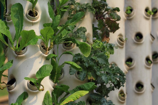 Row of vegetables hydroponic garden