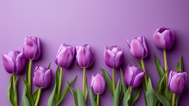 A row of vibrant purple tulips with green leaves on a complementary purple background suitable for s