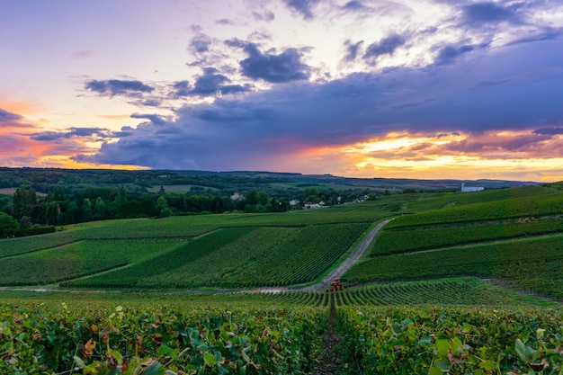 Rema l'uva nelle vigne del champagne al fondo del villaggio della campagna di montagne de reims