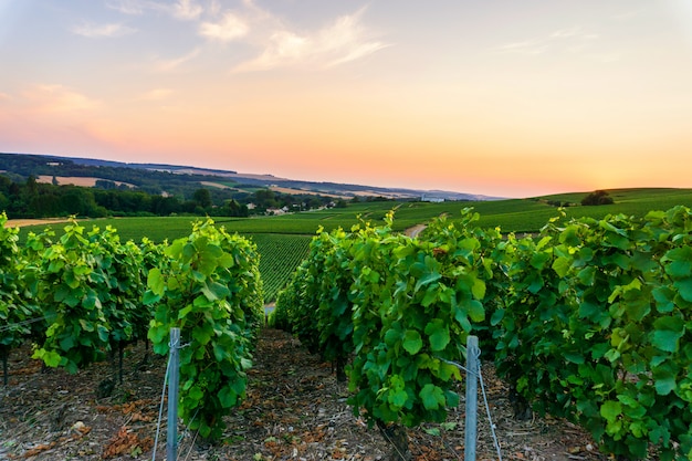 Fila l'uva della vite nelle vigne dello champagne al villaggio della campagna di montagne de reims