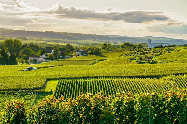 Row vine grape in champagne vineyards at montagne de reims, France