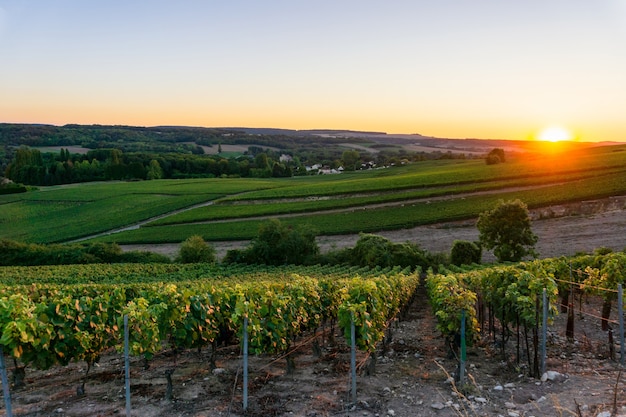 Row vine grape in champagne vineyards at montagne de reims, Reims, France