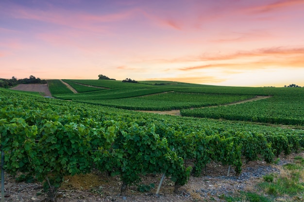 Row vine grape in champagne vineyards at montagne de reims, Reims, France