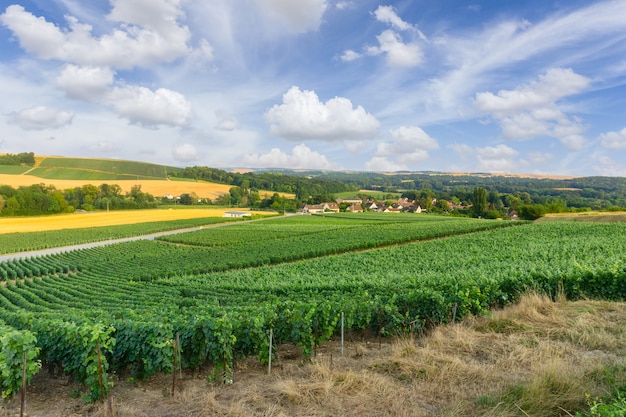 Row vine grape in champagne vineyards at montagne de reims, Reims, France