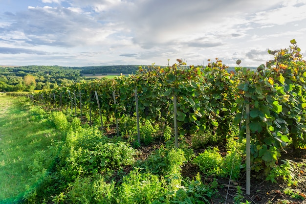 Виноградная лоза в виноградниках шампанского в монтан-де-реймс