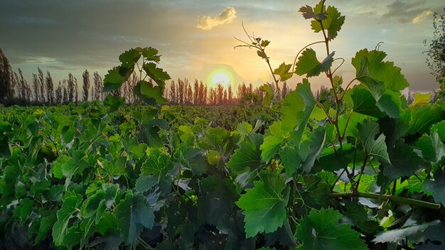 Row vine green grape in champagne vineyards at montagne de reims