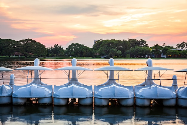 Fila di pedalò di filatura del cigno bianco sull'acqua in un lago del parco pubblico sotto il periodo di luce del tramonto, twilight