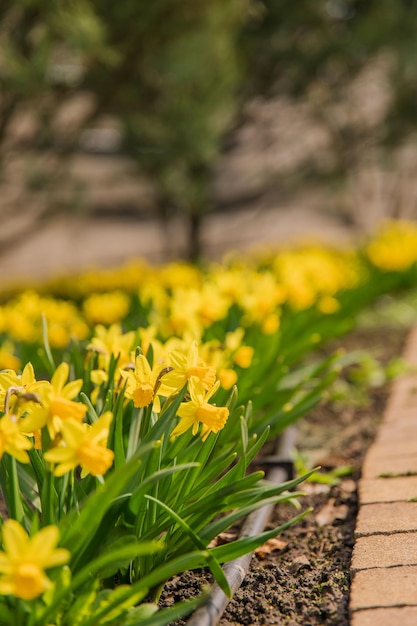 A row of yellow daffodils in a garden