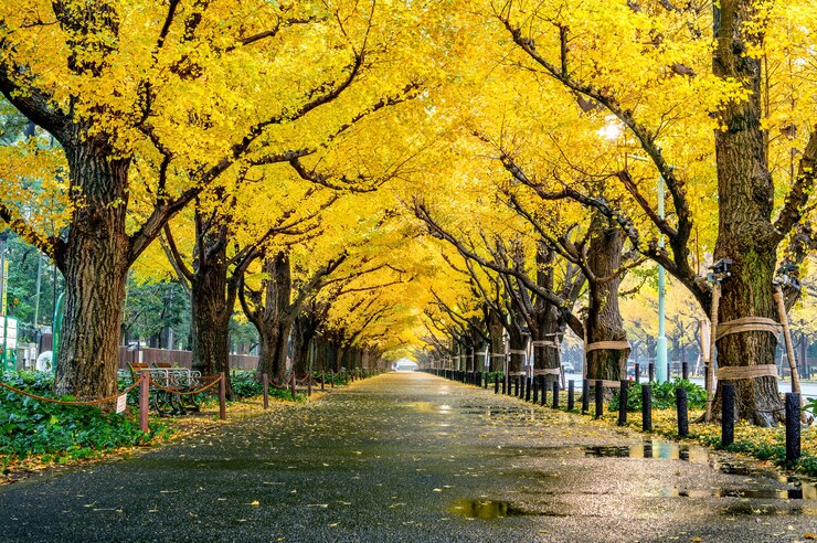 秋の黄色のイチョウの木の行。東京の秋の公園。
