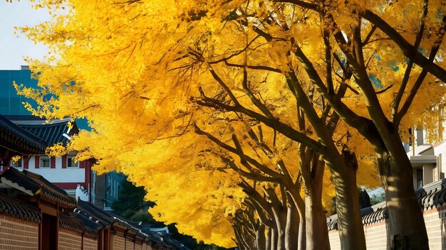 Row of yellow ginkgo trees in asan korea