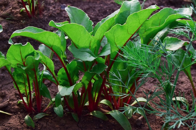 Row of young beet plants close up