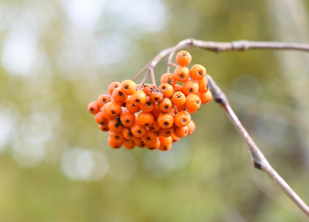 Photo rowan amur sorbus pohuashanensis growing in far east russia