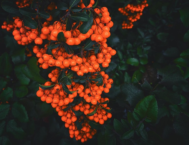 Rowan berries on the background of a bush