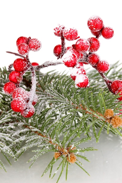 Rowan berries with spruce covered with snow isolated on white