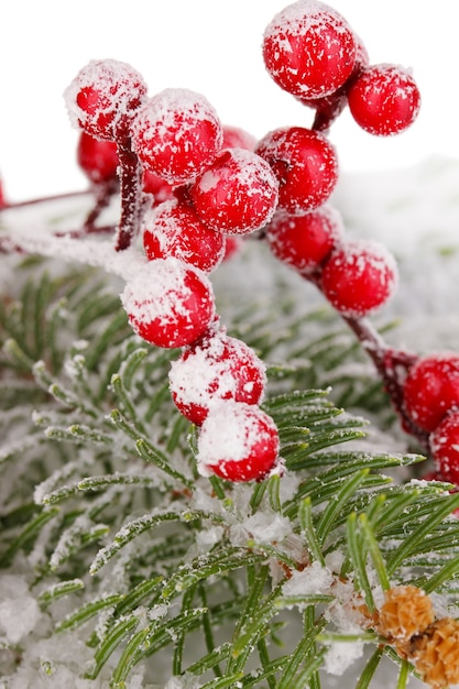 雪に覆われたトウヒとナナカマドの果実