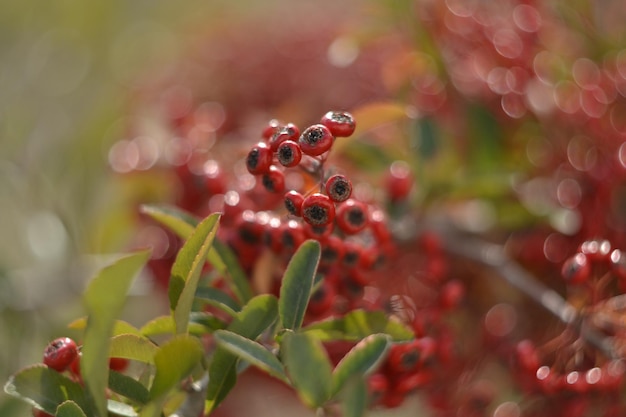 Photo rowan berries