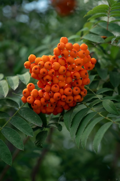 Rowan berries