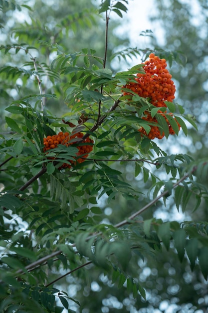 Rowan berries