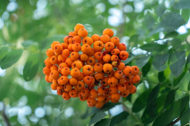 Rowan berries