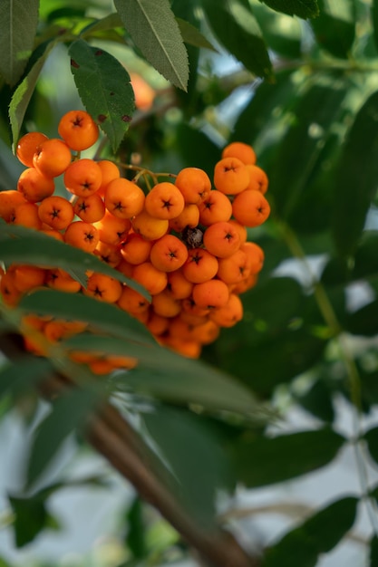 Rowan berries