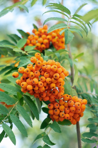 Rowan berries