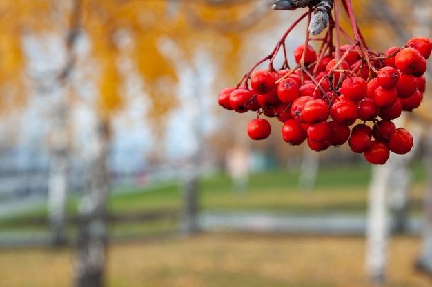 Rowan berry against of blurred autumn trees