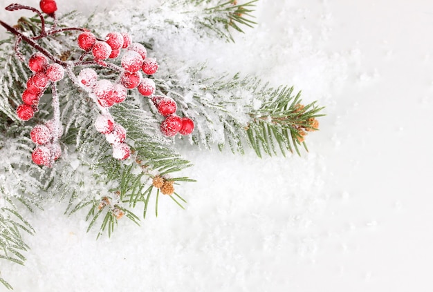 Rowan bessen met sparren bedekt met sneeuw achtergrond