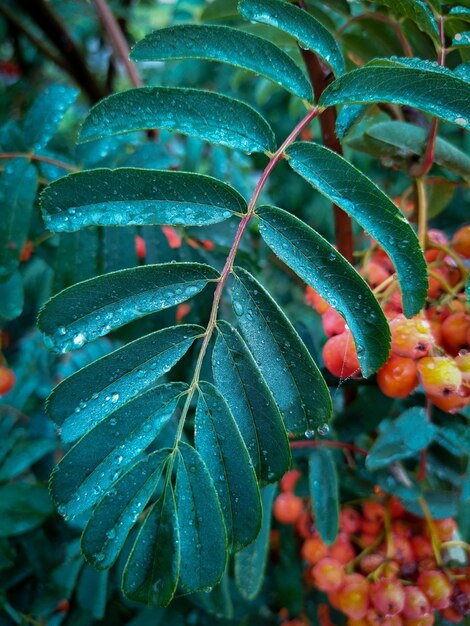 Rowan bladeren met regendruppels