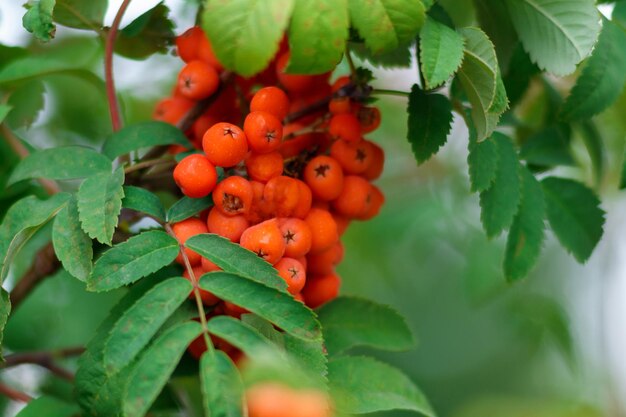 Фото Роуэнская ветвь с кучей красных созревших ягод sorbus aucuparia дерево близко