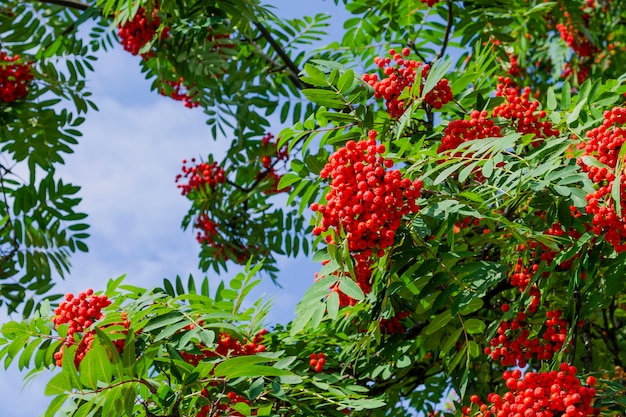 Rowan branch with a bunch of red ripe berries