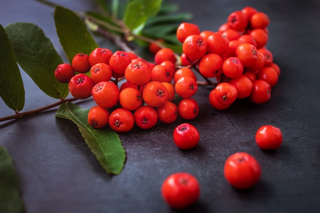 Rowan branch with fresh ripe berries close-up on a dark background. 