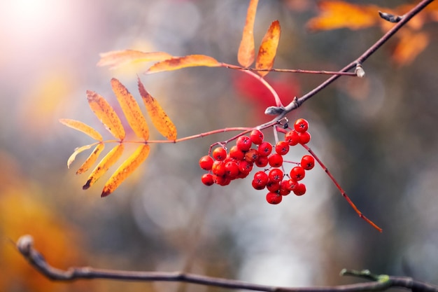 Photo rowan branch with red berries and dry orange leaves on a tree on a sunny day