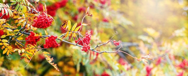 Rowan branch with red berries and yellow leaves autumn background