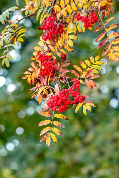 秋の赤い果実と黄色の葉を持つナナカマドの枝