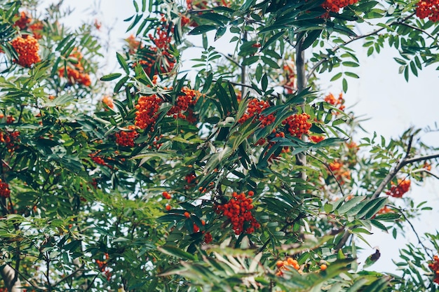 Rowan bunches on a tree