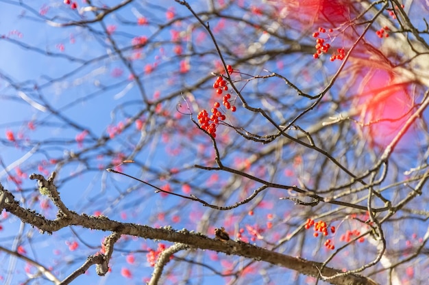 Rowan en bladloze bomen in de herfst tegen de blauwe lucht wazige achtergrondfoto