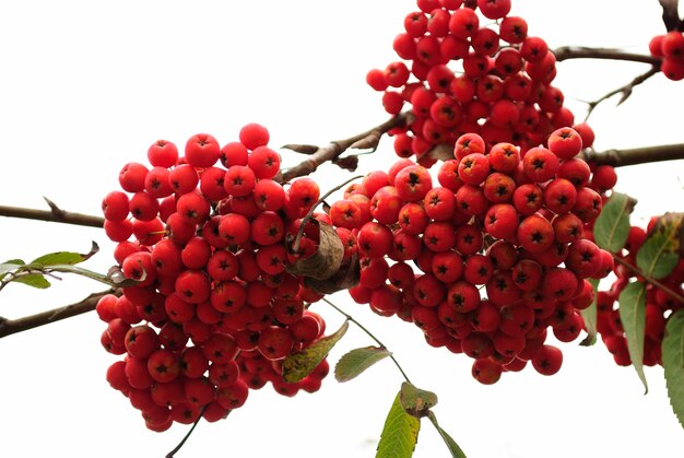 Rowan groups on branch isolated on white