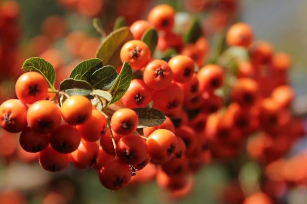 Rowan growing on the tree