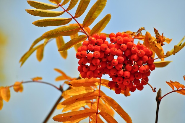 Rowan in oktober tegen de lucht