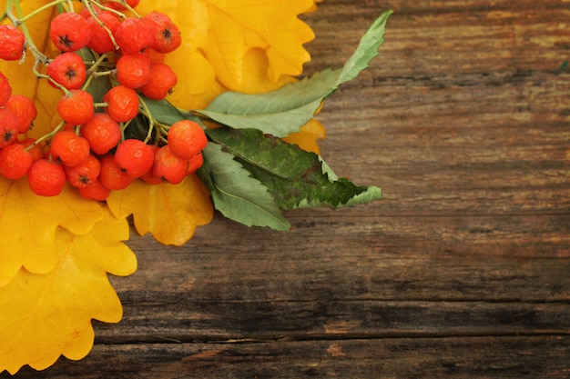 Rowan leaves and berries on wooden