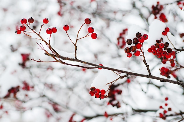 Rowan in the snow