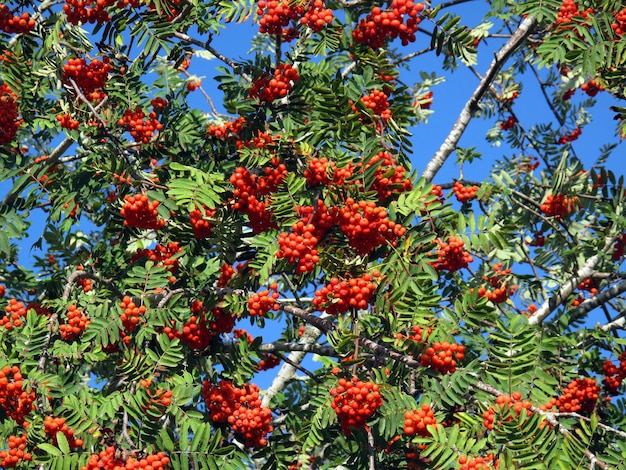 가을 과일이 있는 마가목(Sorbus aucuparia)